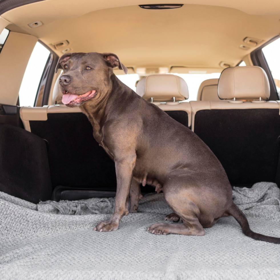 ¿A cuánto puede ascender la sanción por dejar a un perro solo en el coche?