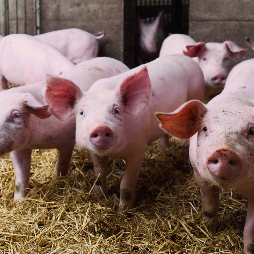 El 75 % de granjas porcinas españolas han mejorado sus instalaciones para reducir los niveles de emisiones