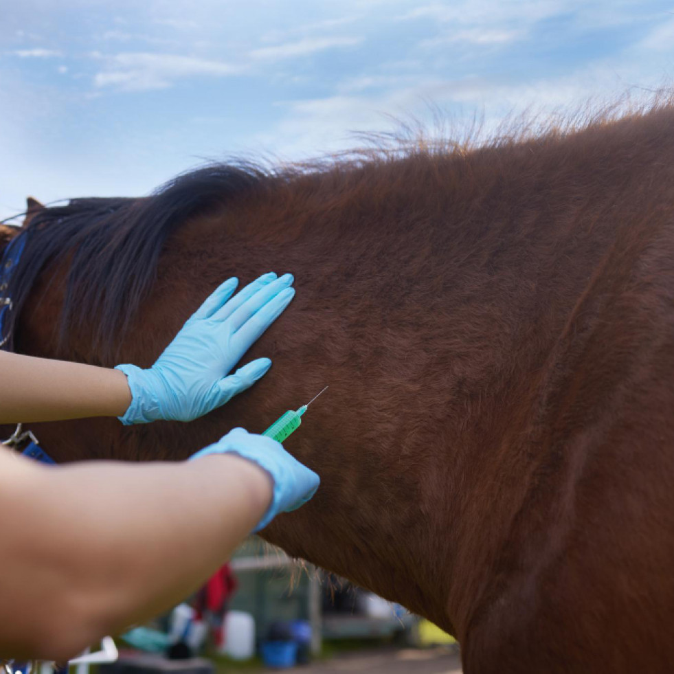 La comunidad veterinaria se alinea con la WVA sobre el bienestar en caballos para la producción de biológicos