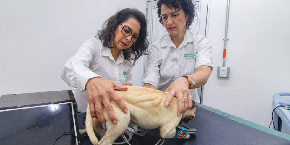 Crean un modelo biomecatrónico de un perro 