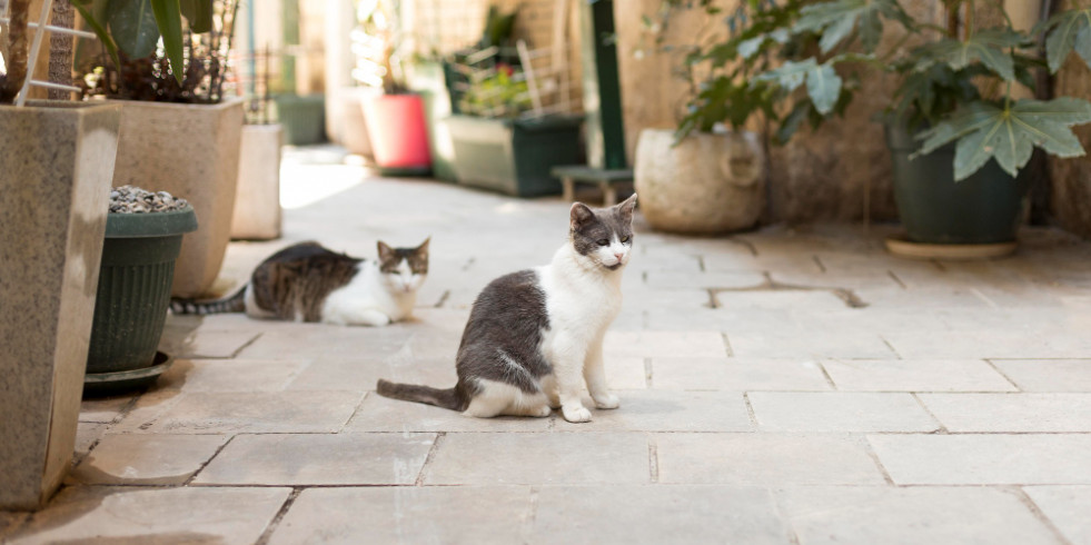 Condena de 18 meses de prisión e inhabilitación de 1 año por la muerte de 3 gatos en Barcelona