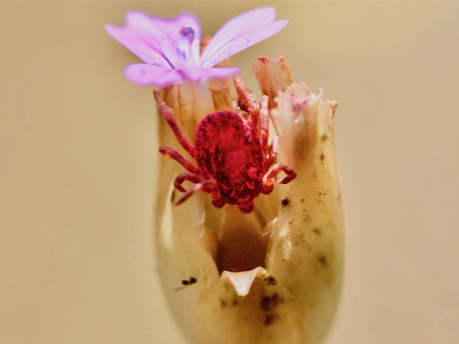 Garrapata hyalomma lusitanicum Raúl Cuadrado