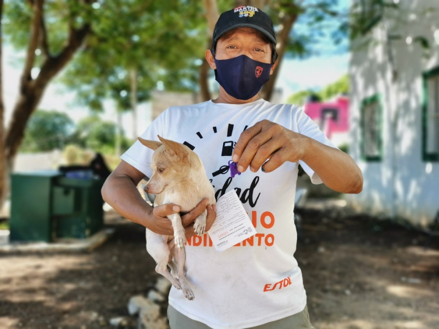 Vacunación antirrábica Campeche