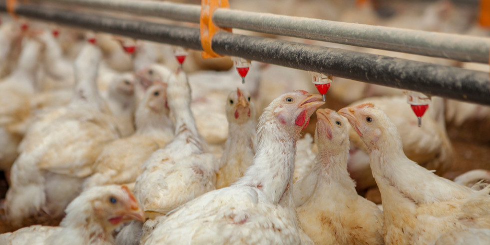 Argentina mantiene con medidas preventivas su estatus zoosanitario frente a la influenza aviar
