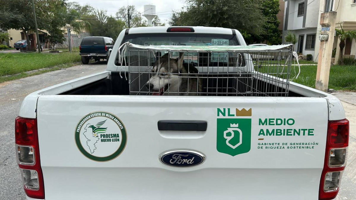 Rescata secretaria de medio ambiente a husky que era golpeado en montemorelos