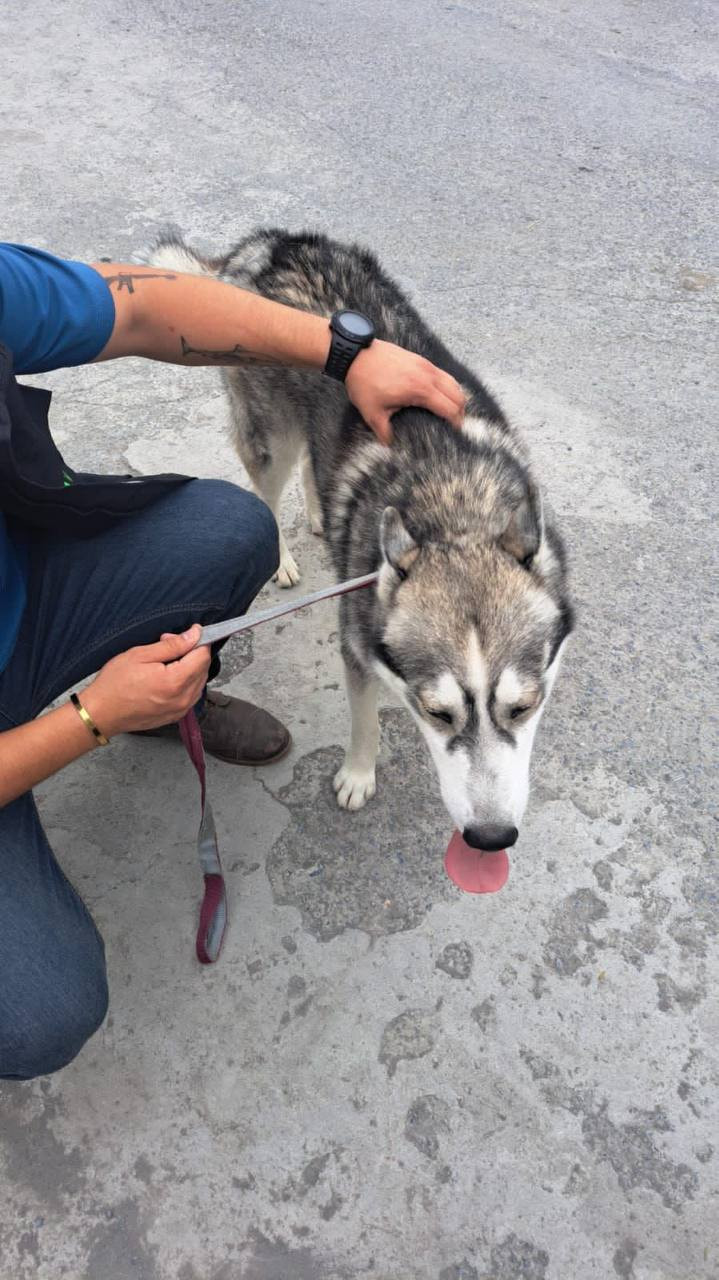 Rescata secretaria de medio ambiente a husky que era golpeado en montemorelos
