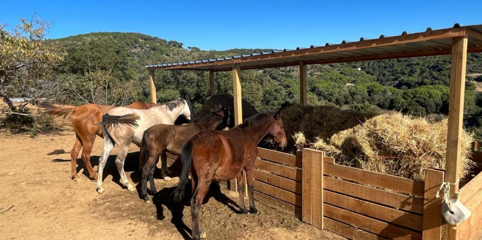 Cataluña contará con un centro de acogida para caballos rescatados por razones de bienestar animal