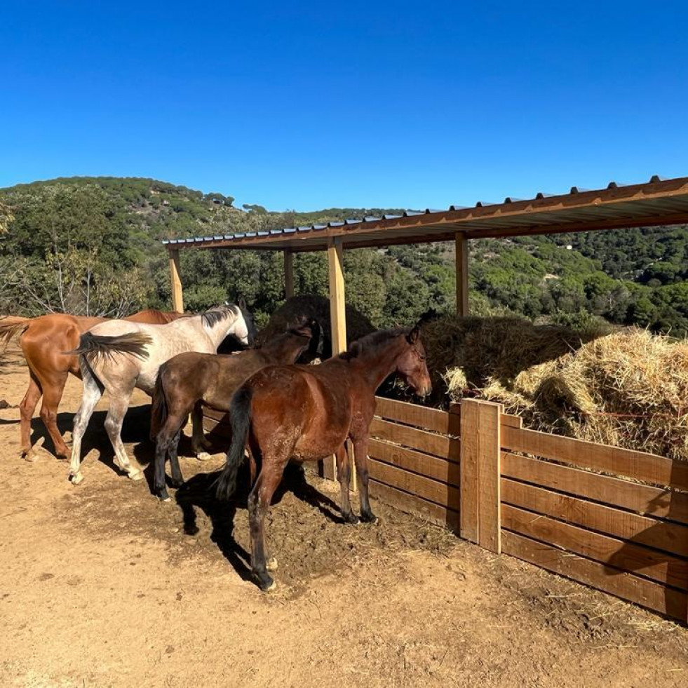 Cataluña contará con un centro de acogida para caballos rescatados por razones de bienestar animal