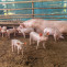Nuevas directrices de la FAO para combatir la peste porcina africana en entornos de recursos limitados