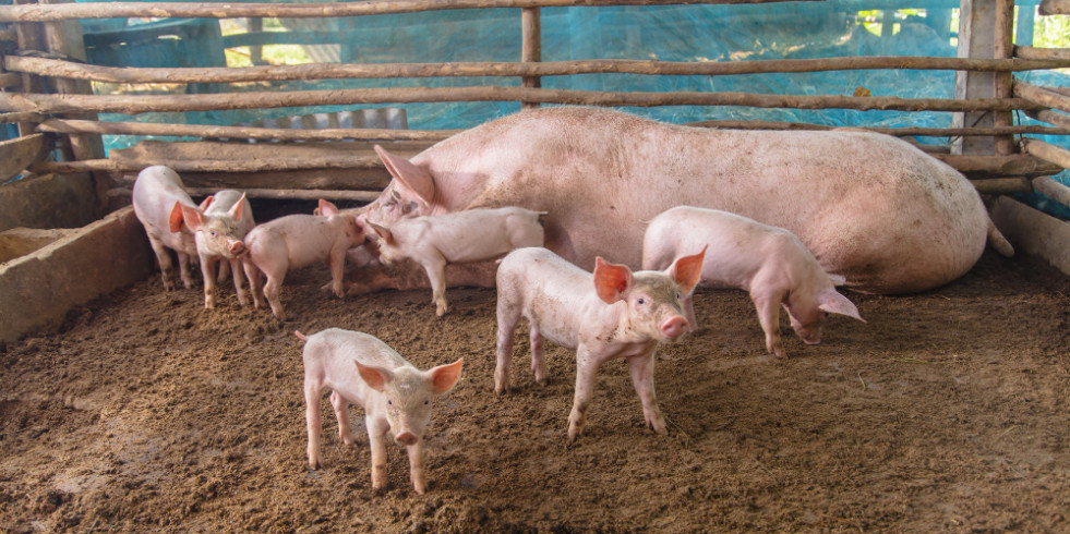 Nuevas directrices de la FAO para combatir la peste porcina africana en entornos de recursos limitados