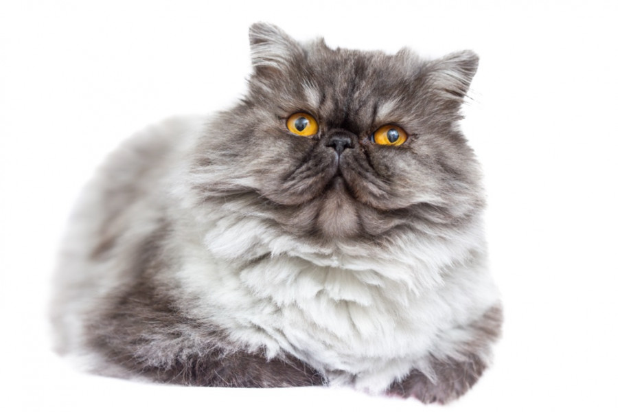 Gato