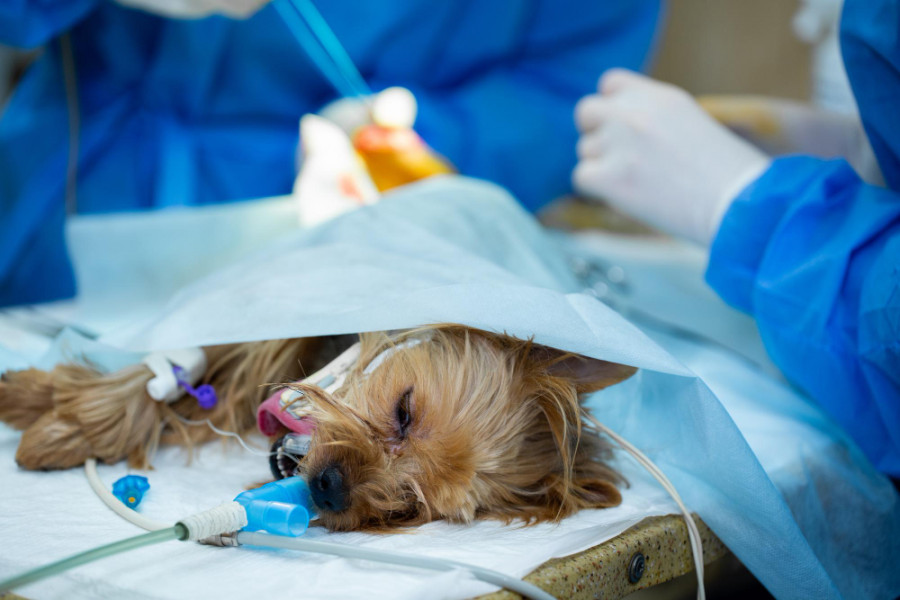Anestesia perro