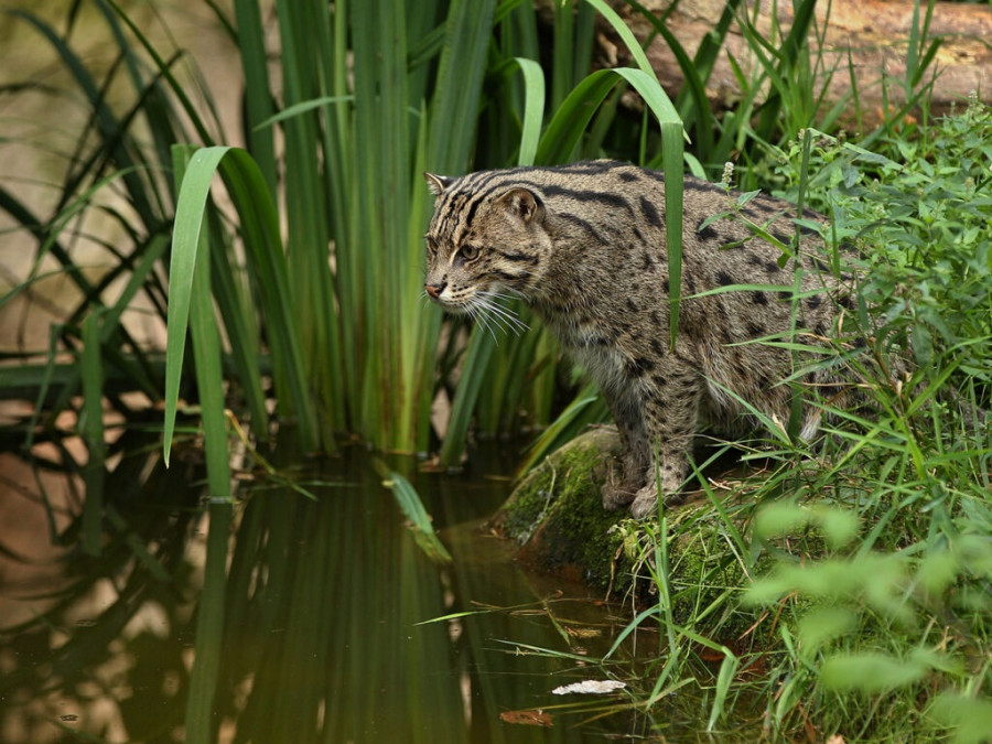 Gato
