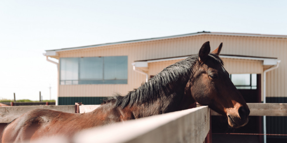 Comparan la evolución y la epidemiologia de virus influenza en caballos y perros