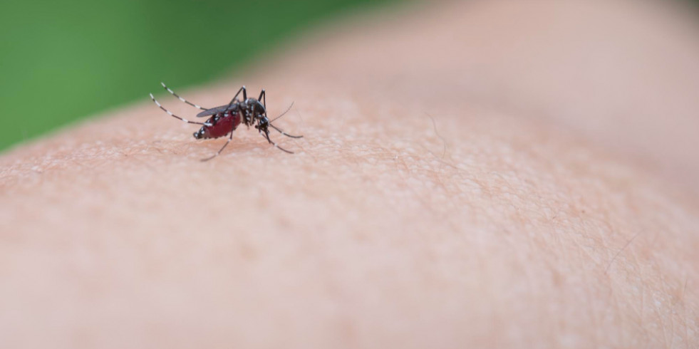 Piden precaución ante el incremento de mosquitos, 