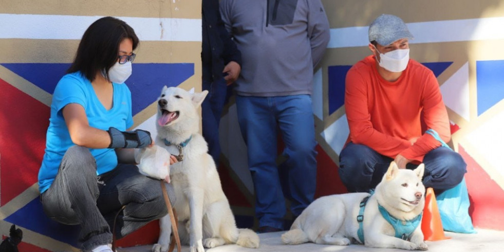 Realizarán un taller de rehabilitación de perros con miedo a la pirotecnia en la alcaldía Tlalpan