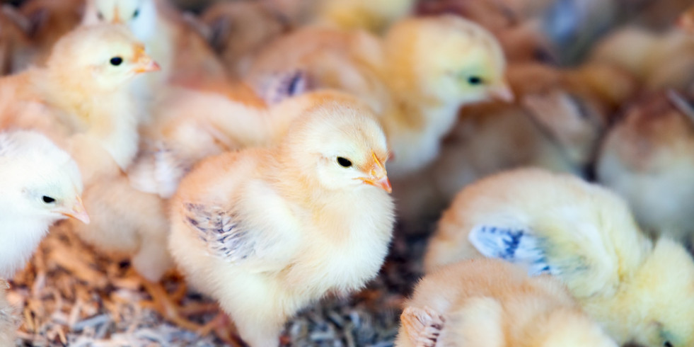 Europa financia la tecnología de sexado “in ovo” para evitar el sacrificio de pollitos
