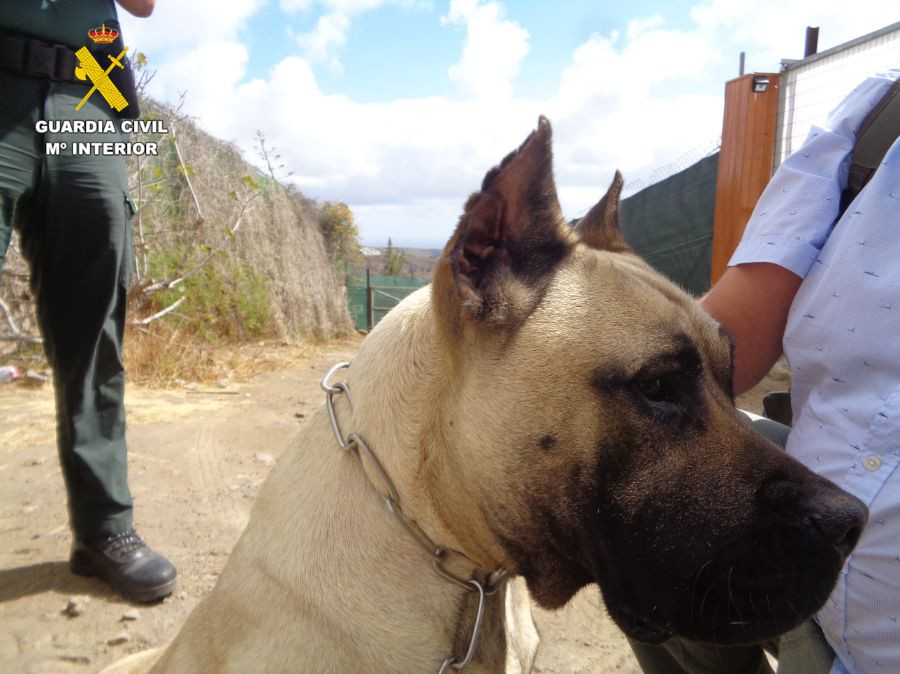 presa canario