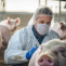 Investigadores confirman seis cepas únicas del virus de la peste porcina africana