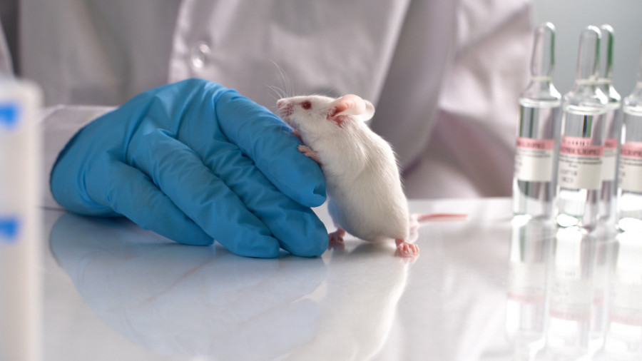 Raton laboratorio