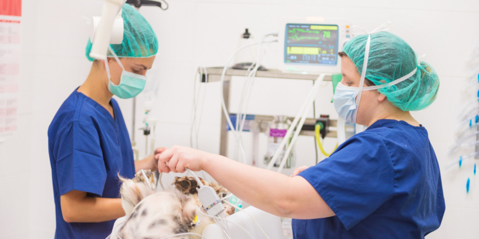 El 81 % de las muertes anestésicas en perros ocurrieron en el período postoperatorio