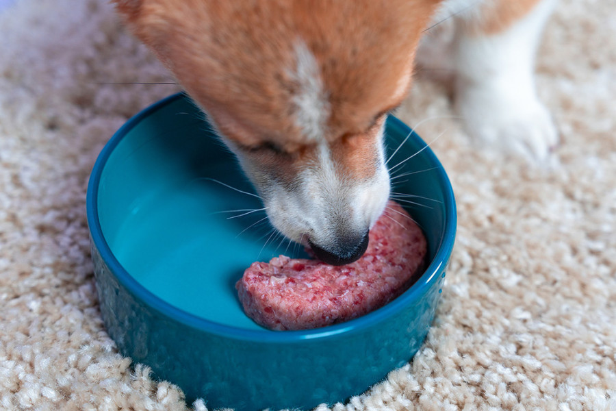 Perro comiendo alimento crudo