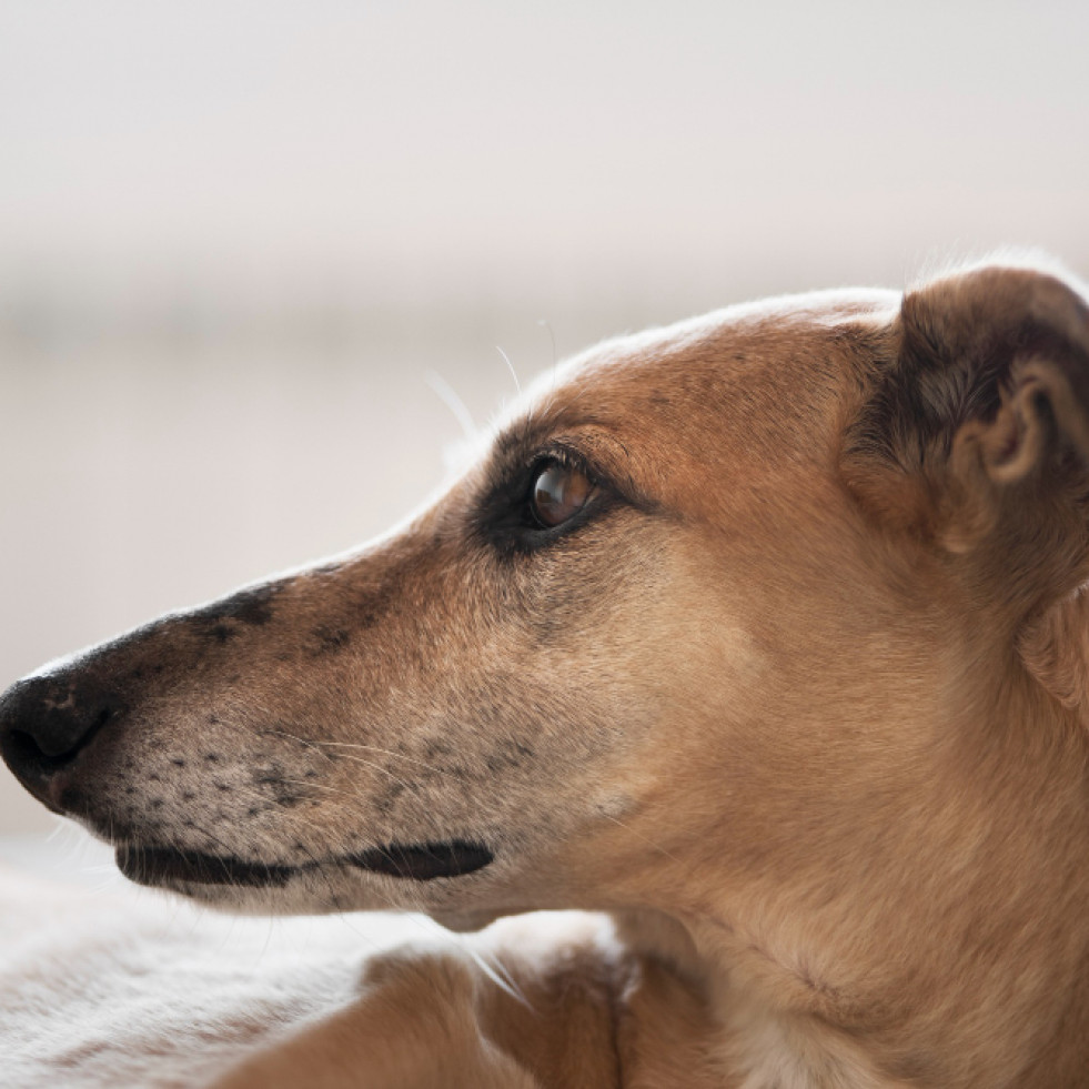 Dieta, luz solar o tipo de suelo, algunos de los factores de riesgo tras la otitis canina