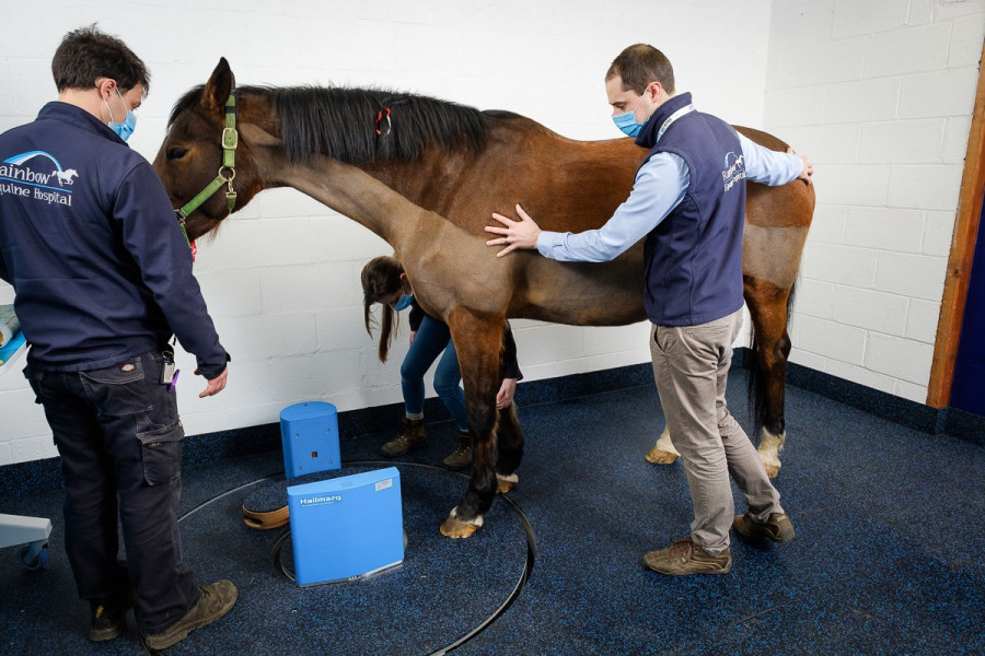 TAC para caballos