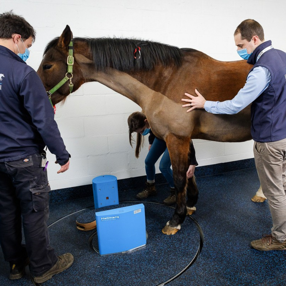 Un TAC sencillo y de bajo coste permite detectar y prevenir lesiones en caballos