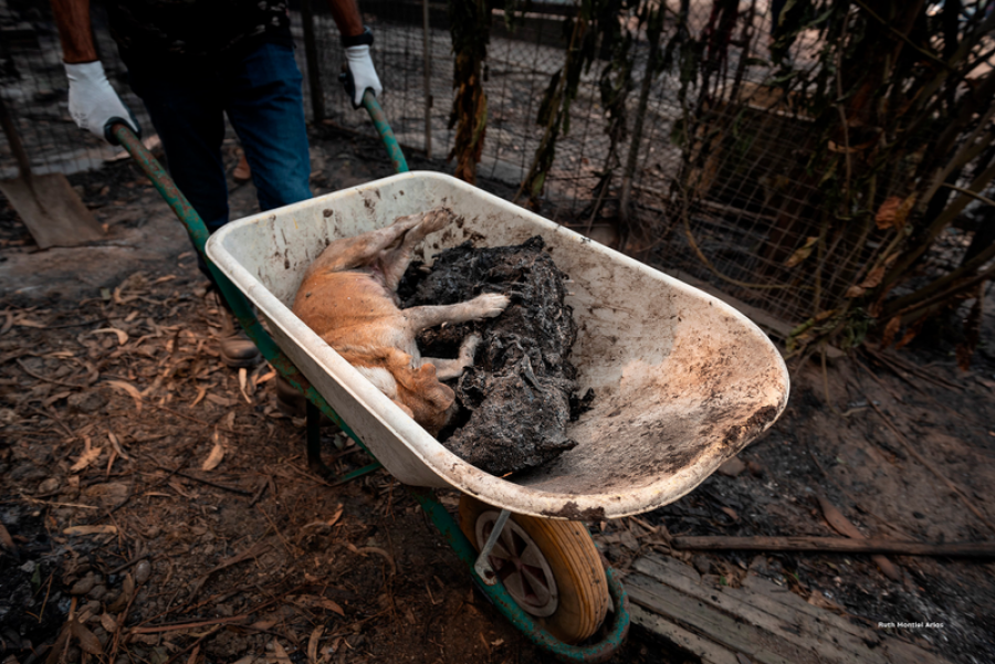 Animales en incendios
