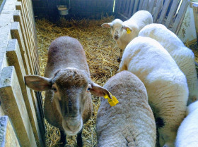Incluir pulpa de algarrobo en la dieta de los corderos mejora su salud gastrointestinal