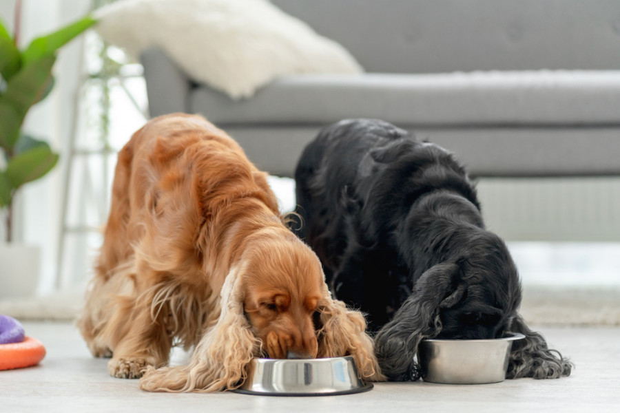 Perros comiendo