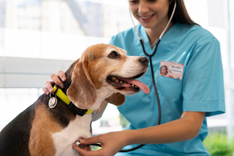 Veterinaria