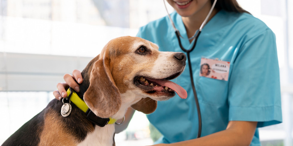 Convocan once becas de postgrados para estudiantes de Veterinaria