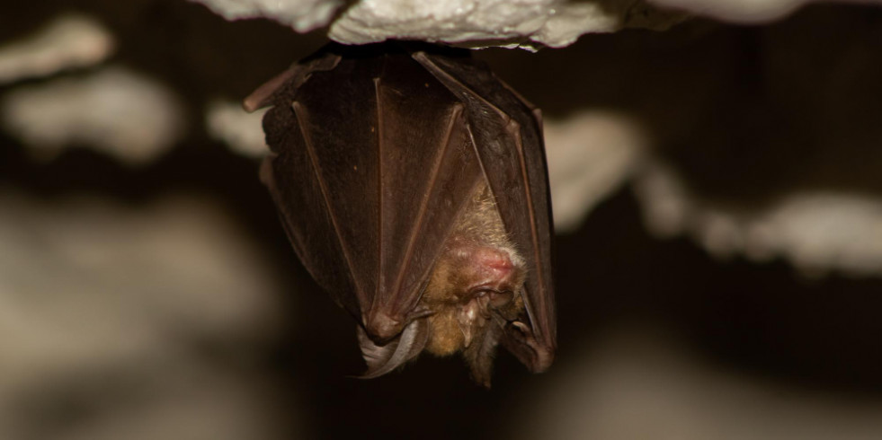 Encuentran variantes del virus de la rabia de titíes en murciélagos del nordeste de Brasil