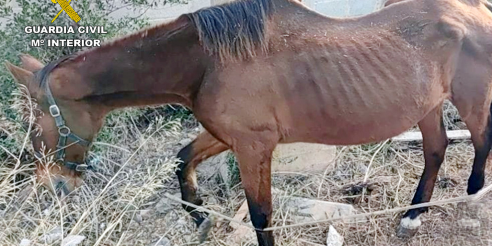 ​Veterinarios ayudan en un caso de maltrato y abandono animal en Cartagena