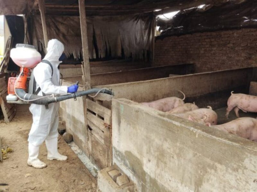 SENASA inicia simulacro de prevención por Peste Porcina Africana
