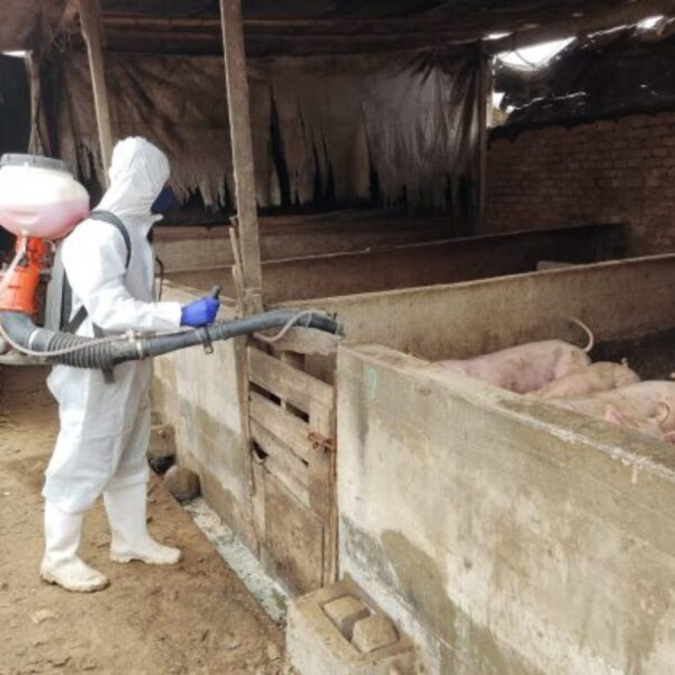 Perú realiza un simulacro de prevención por peste porcina africana