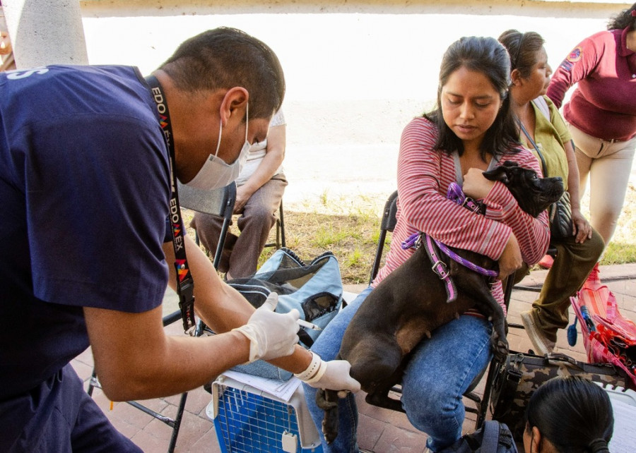 Jornadas de esterilización en Chimalhuacán