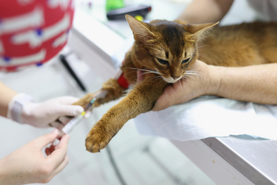 Gato veterinario (2)