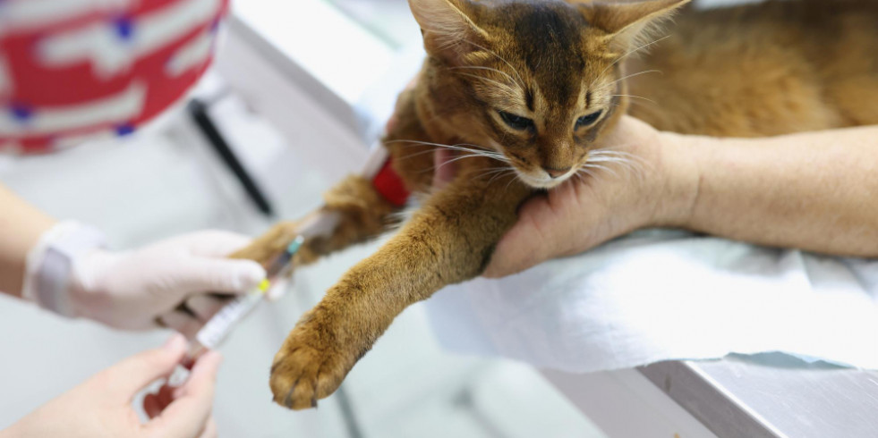 No adaptar los intervalos de referencia en gatos ancianos puede alterar el diagnóstico de enfermedades