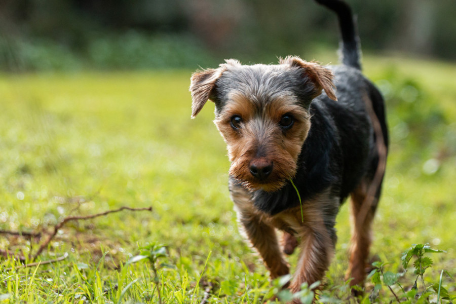 Perro (2)