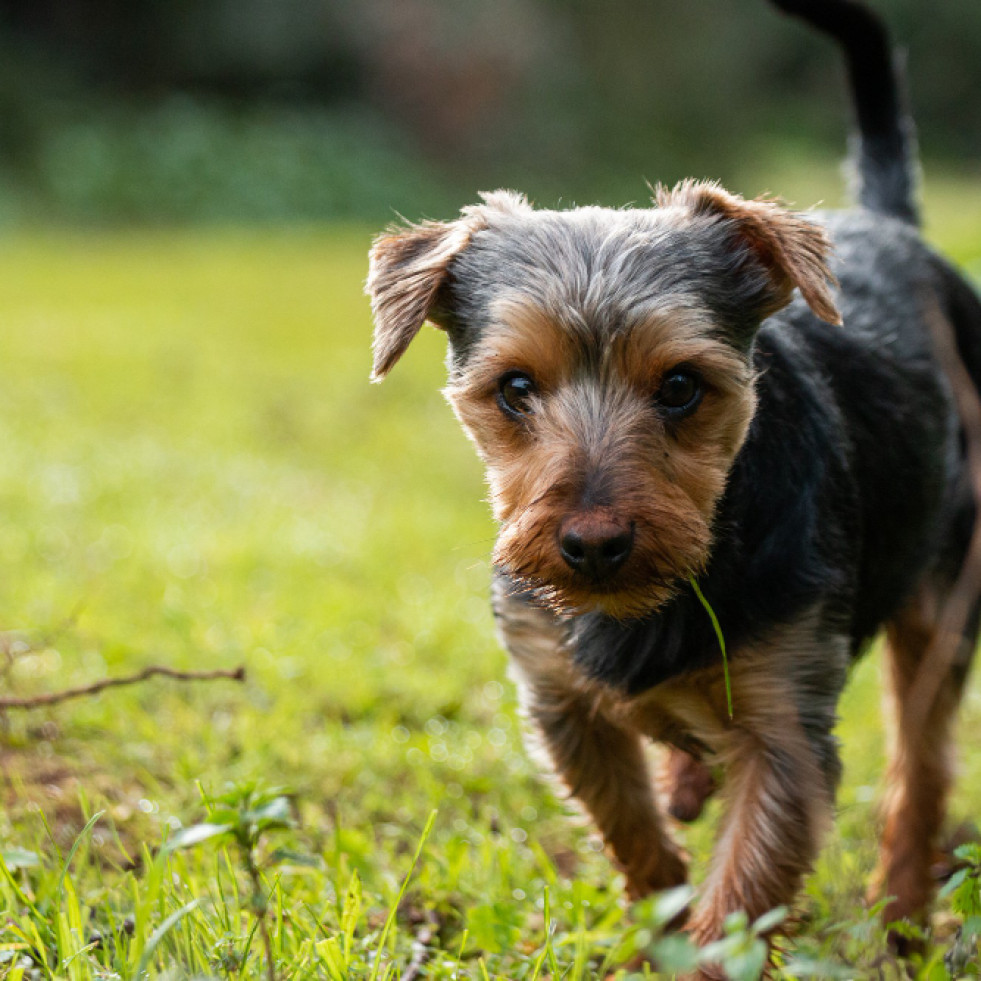 El riesgo de sufrir osteoartritis aumenta en perros castrados antes de los dos años de edad