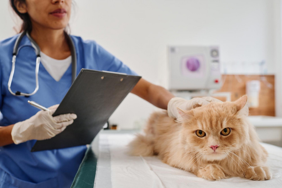 Haciendo chequeo medico gato