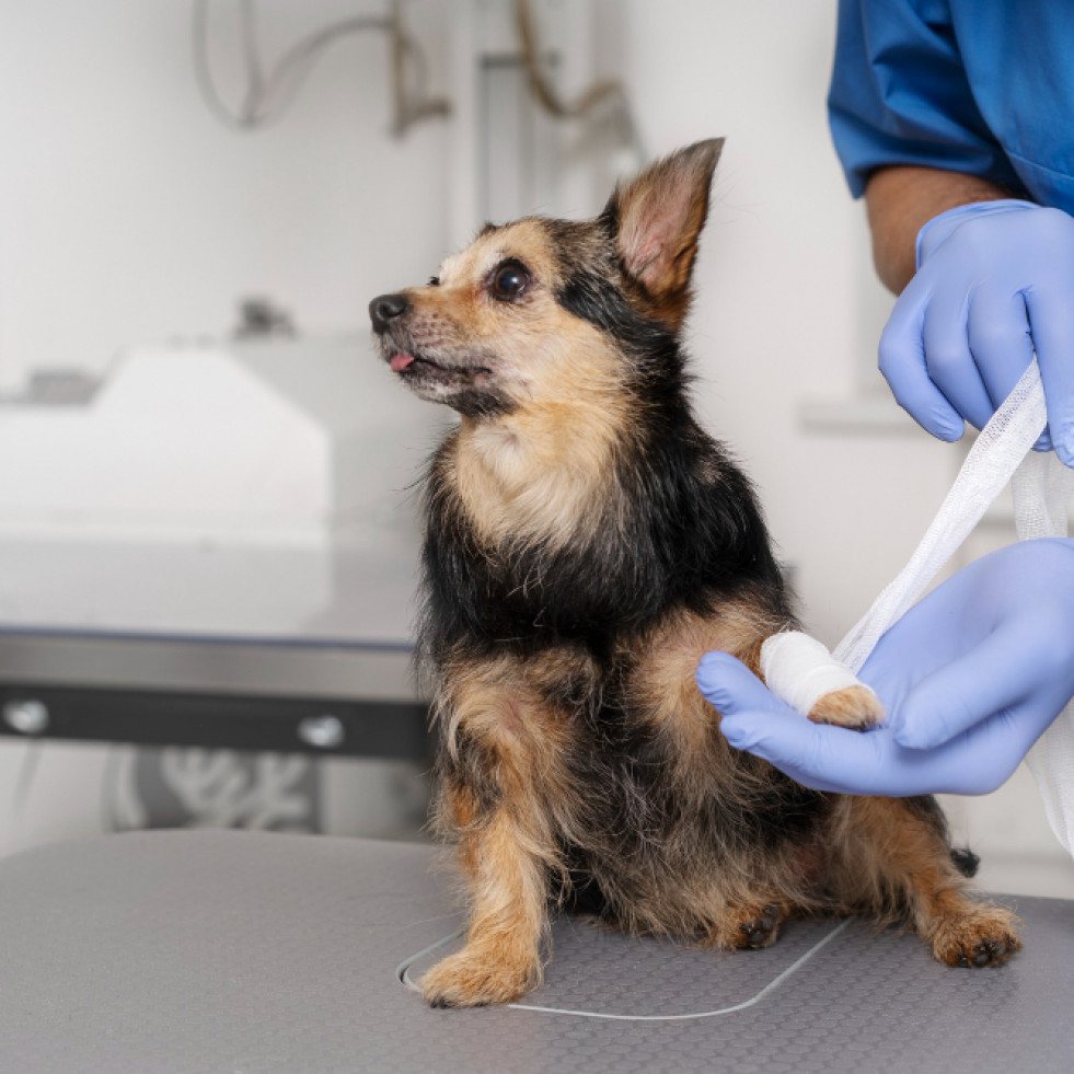Veterinarios españoles evalúan la terapia con células madre mesenquimales en la enteropatía crónica canina