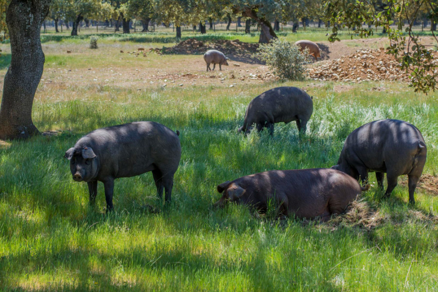 Cerdo iberico