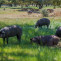 El hábitat compartido con jabalíes no afecta a la positividad frente a Trichinella en cerdos ibéricos en España