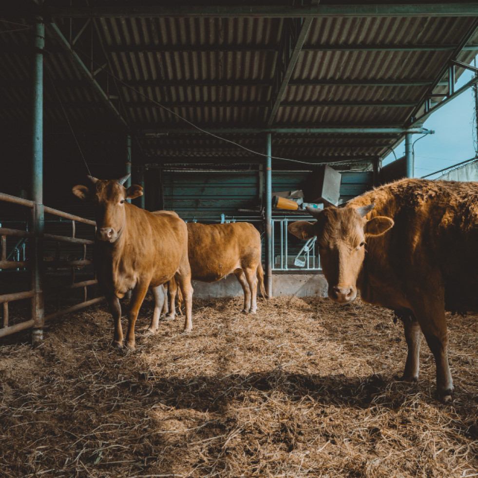 Un estudio revela la diseminación de leucosis bovina en rodeos de carne en Argentina