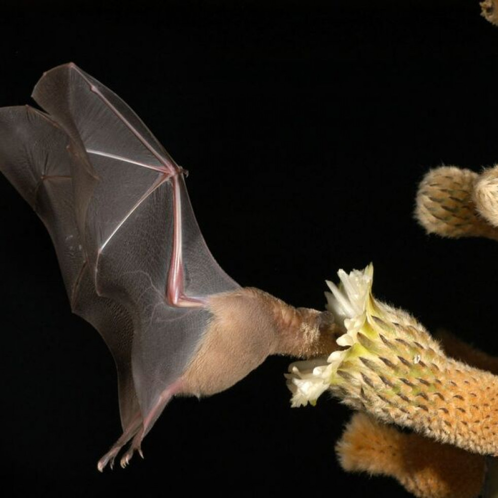 Los murciélagos pueden tener la clave para mejorar la industria del tequila