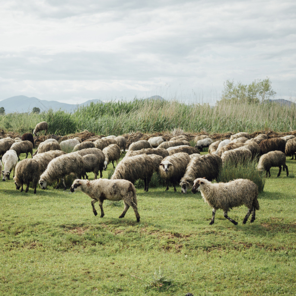 Estudian la incorporación de bloques nutricionales hechos con maleza en la dieta de ovinos